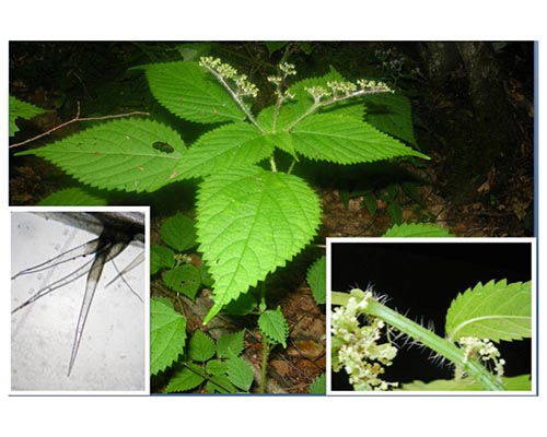 Nettle Collage